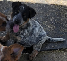 Blue Male Queensland Heeler