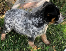 Blue Male Queensland Heeler