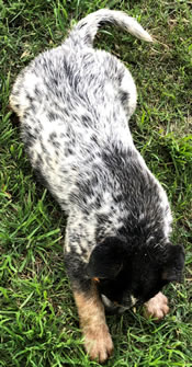 Blue Male Queensland Heeler