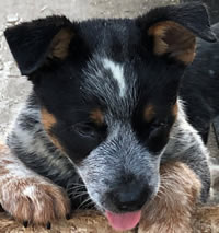 Blue Male Queensland Heeler