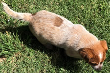 Queensland Heeler Red Male