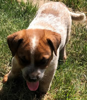 Queensland Heeler Red Male