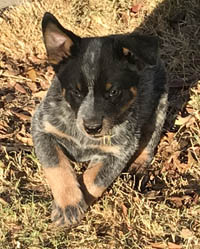 Queensland Heeler puppy - blue male