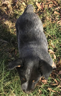 Queensland Heeler puppy - blue male