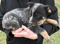 Queensland Heeler puppy - blue male