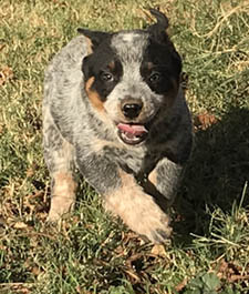 Queensland Heeler puppy - blue male