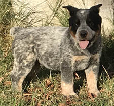 Queensland Heeler puppy - blue male