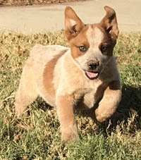 Queensland Heeler puppy - red male