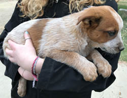 Queensland Heeler puppy - red male