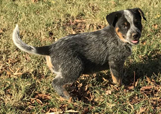 Queensland Heeler puppy - blue male