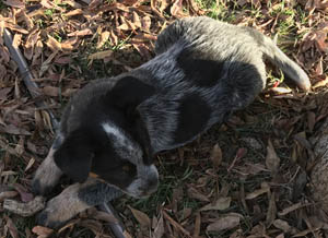 Queensland Heeler puppy - blue male