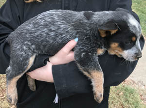 Queensland Heeler puppy - blue female