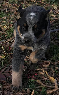 Queensland Heeler puppy - blue female