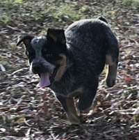 Queensland Heeler puppy - blue female