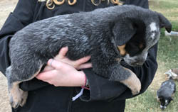 Queensland Heeler puppy - blue female