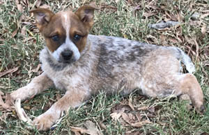 Queensland Heeler puppy - red female