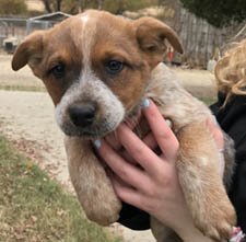 Queensland Heeler puppy - red female