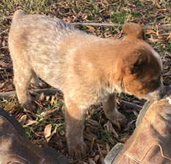 Queensland Heeler puppy - red female