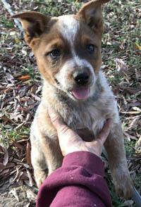 Queensland Heeler puppy - red female