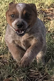 Queensland Heeler puppy - red female