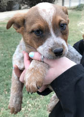 Queensland Heeler puppy - red female