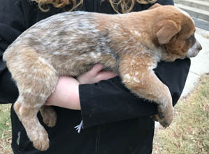 Queensland Heeler puppy - red female