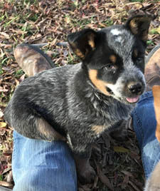 Queensland Heeler puppy - blue female