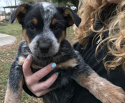 Queensland Heeler puppy - blue female