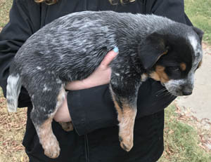 Queensland Heeler puppy - blue female