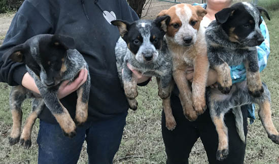 Queensland Heeler Puppies - males