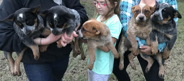 Queensland Heeler Puppies - Females