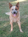 Cutter at 22 months old