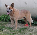 Cutter at 2 1/2 years old (red AKC reg. Australian Cattle Dog)