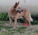 Cutter at 2 1/2 years old (red AKC reg. Australian Cattle Dog)