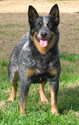 Jabberwocky - Blue Queensland Heeler female