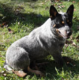 Pippi - 1 1/2 years old
