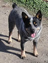 Pippi - Blue Queensland Heeler female