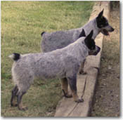 Pippi in front, Spring in back at 7 months old