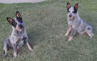 Pippi on left, Spring on right at 5 months old
