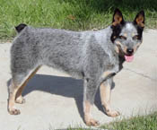 Spring - 1 1/2 years old