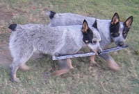 Spring on left, Pippi on right at 5 months old