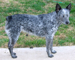 Razzleberry - Blue Queensland Heeler female