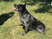 Tori - blue Queensland Heeler