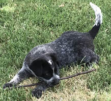 Queensland Heeler puppy - blue female with tail