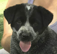 Queensland Heeler puppy - blue female with tail
