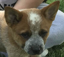 Queensland Heeler puppy - red male (long tail)