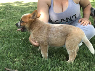 Queensland Heeler puppy - red male with tail