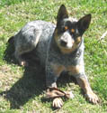 Yoda - Blue Queensland Heeler