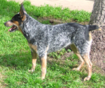 Yoda - Blue Queensland Heeler female