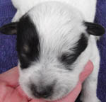 Blue Male (Cutter x Jabberwocky). Reserved by Daniel Kimbrell.